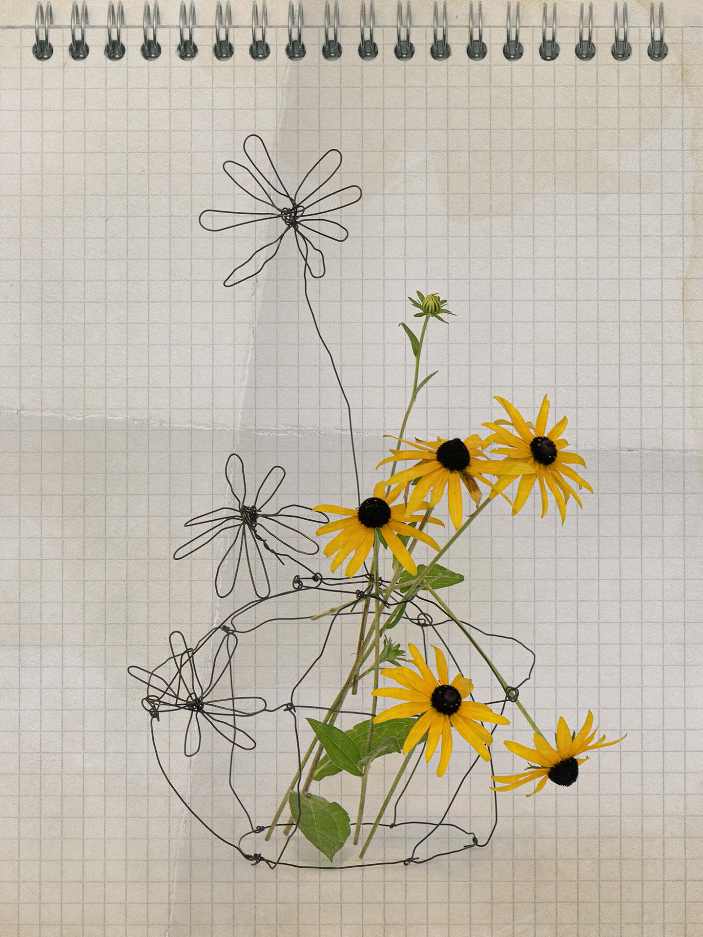 Doodles