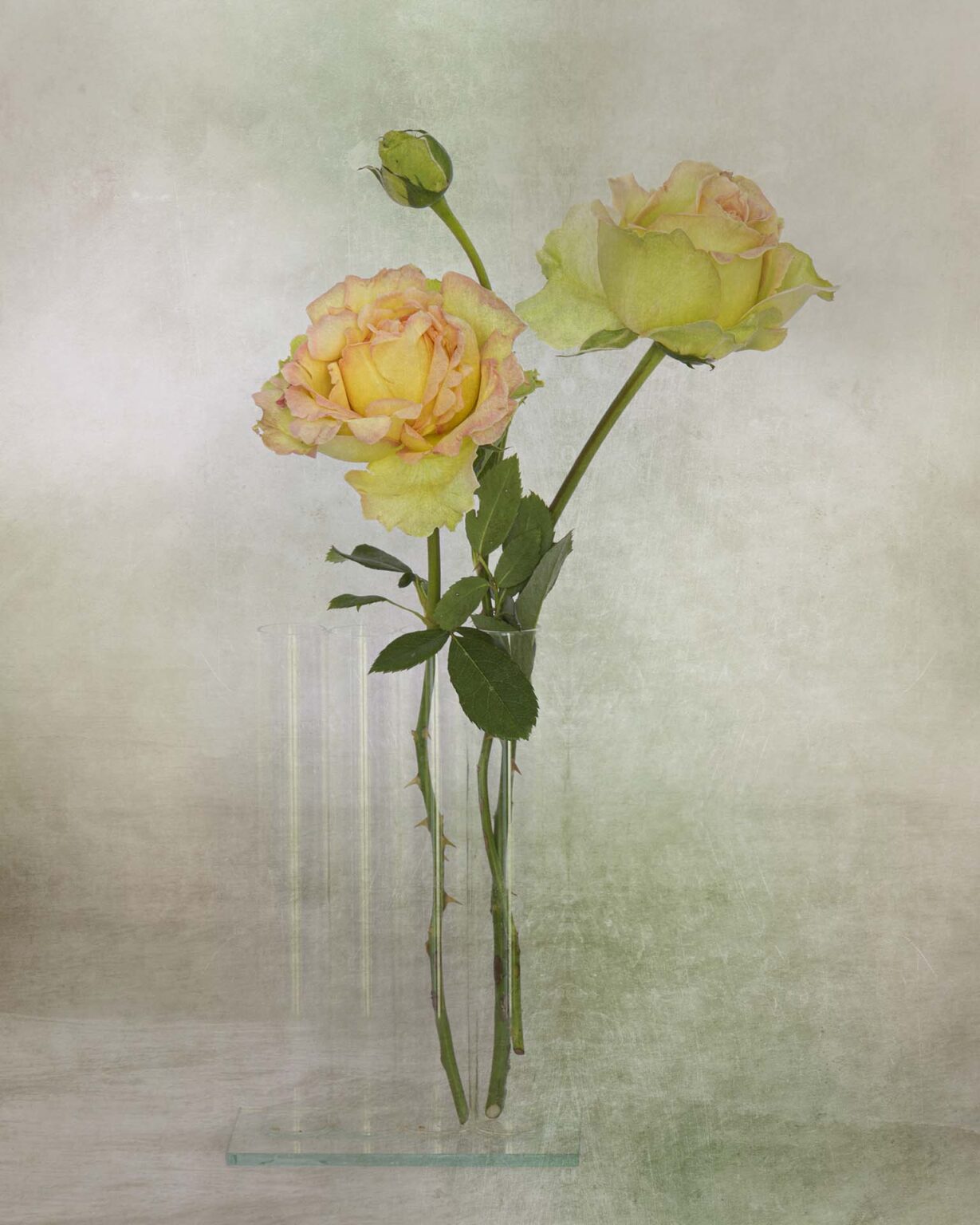 Rosa “Donne d’Italia”