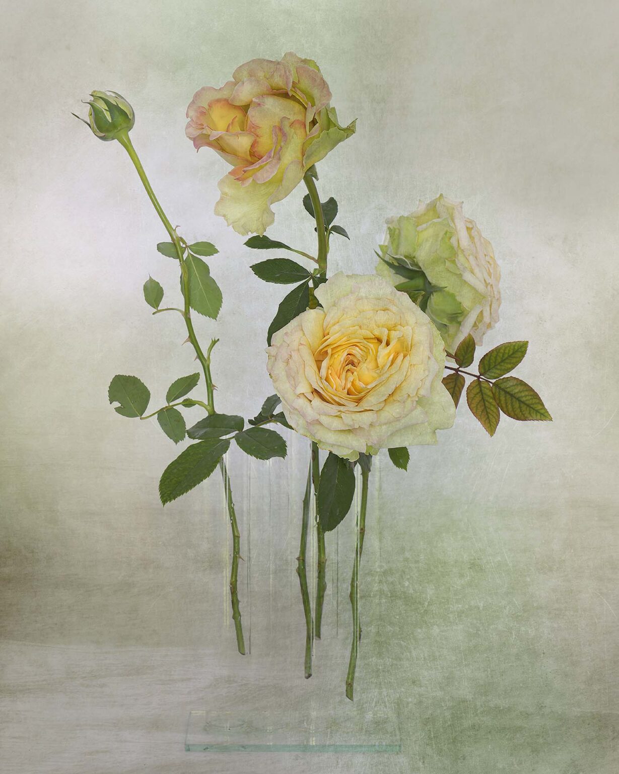 Rosa “Donne d’Italia”