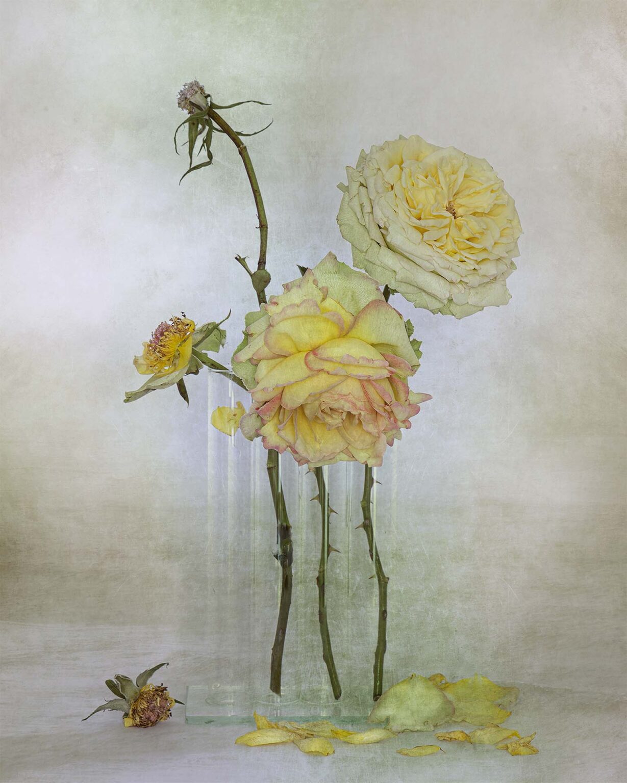 Rosa “Donne d’Italia”
